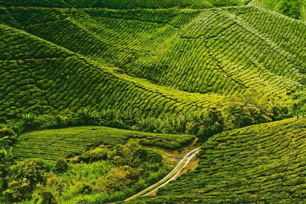 Mag Homestay At Crown Imperial Court, Brinchang Cameron Highlands Extérieur photo